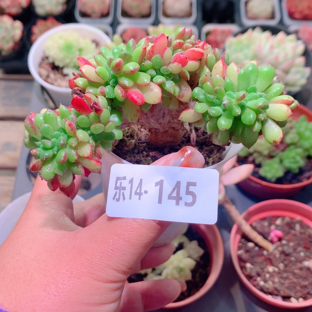 乐然14-145 红唇缀化
