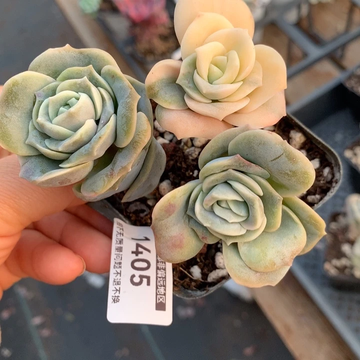 无花朵可爱玫瑰锦1405