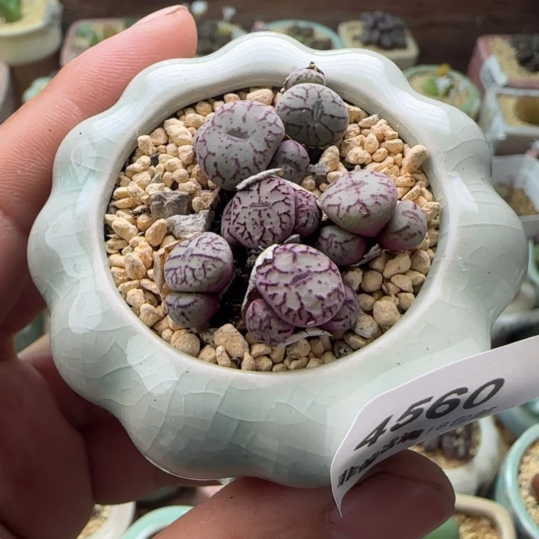4560-一物一拍 带盆