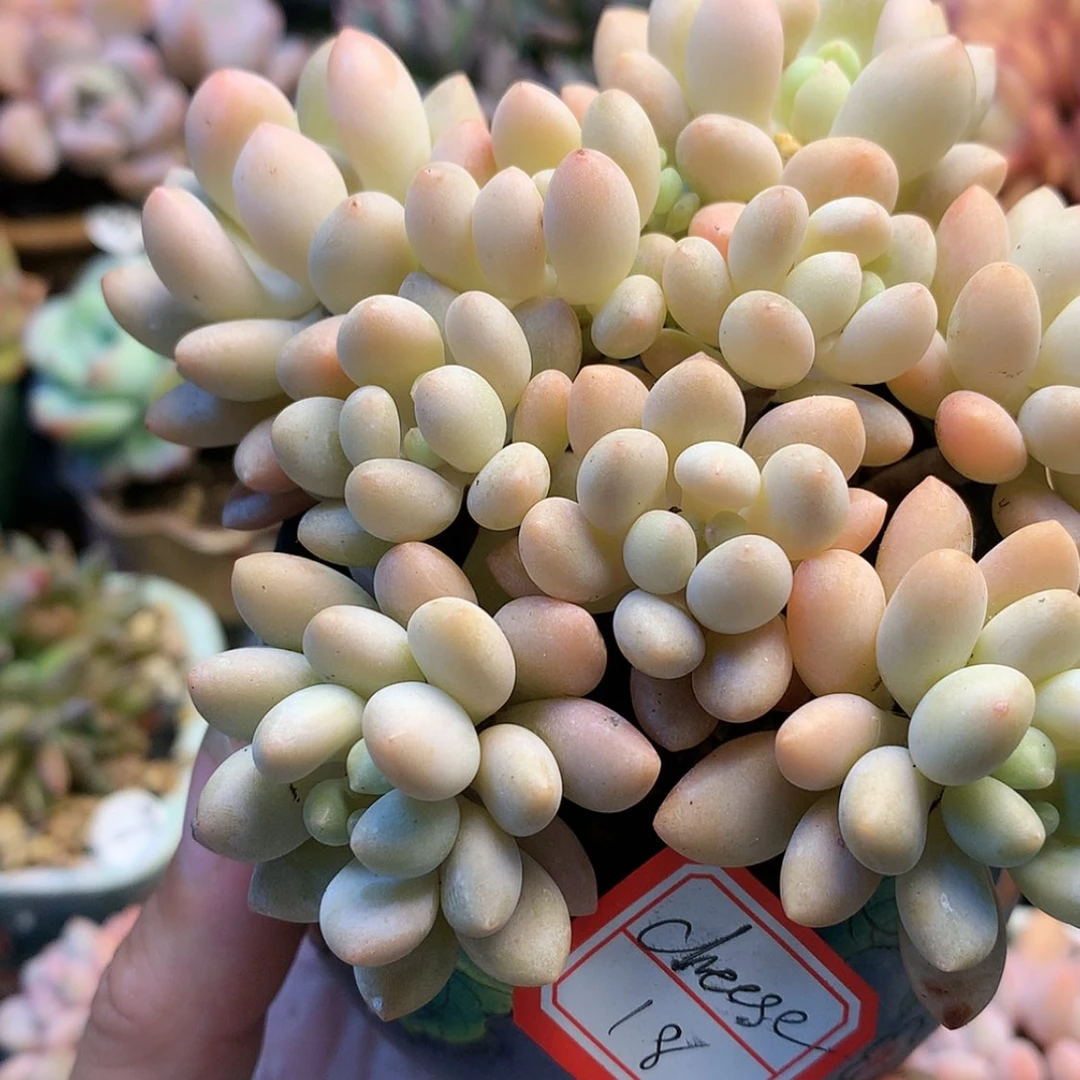 【闪购商品】cheese洛可可