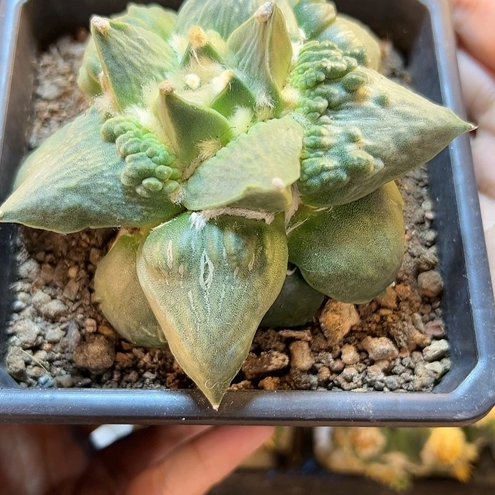 1号自根村主怒10公分白锦