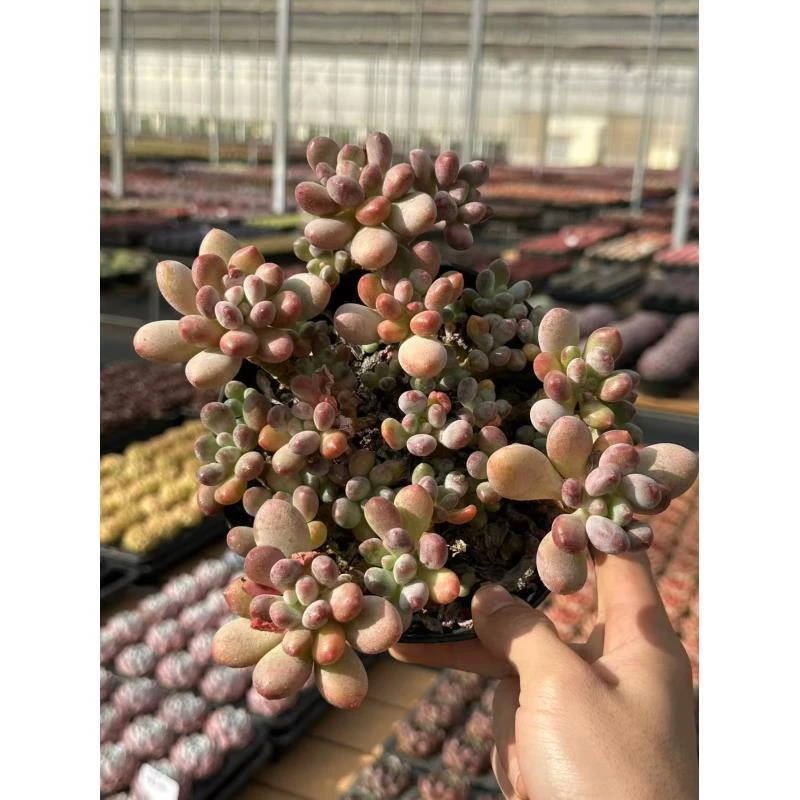15#红豆多肉植物    前男友精品多肉
