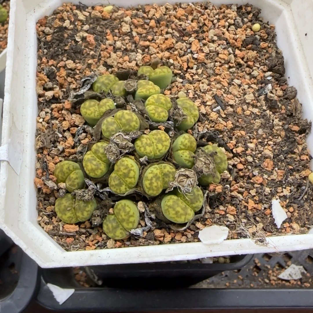 145 生石花大棚直播