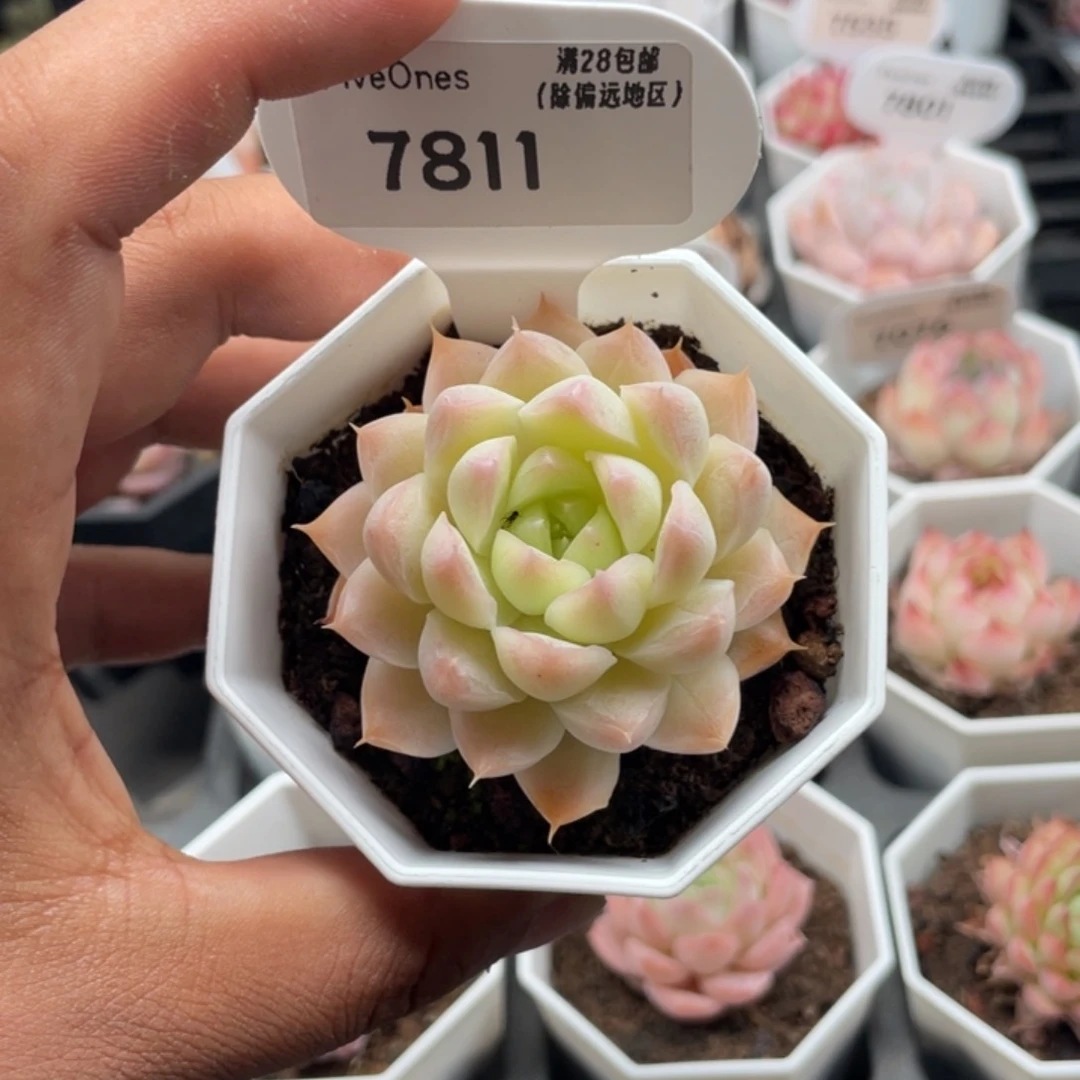 7811桃熏女王5.0厘米