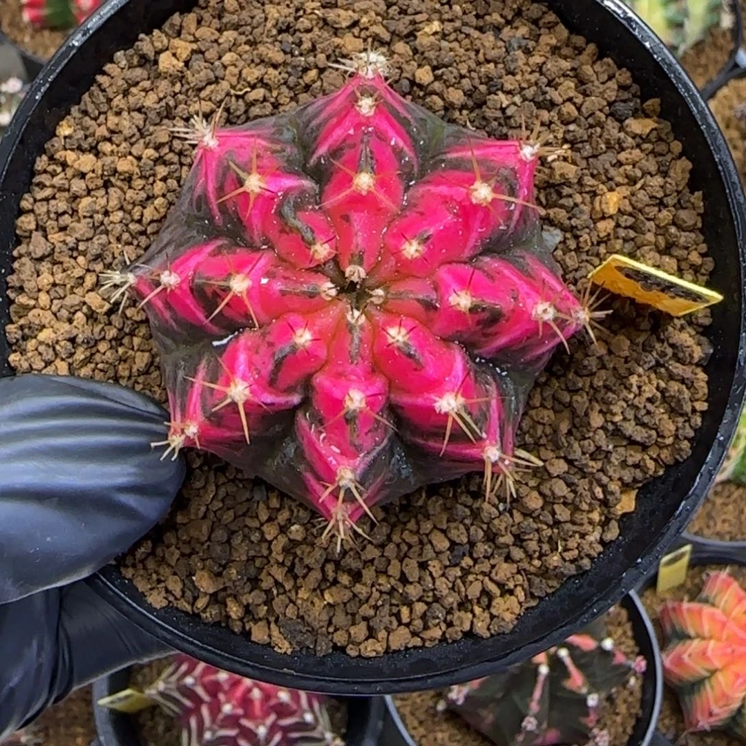 泰系米哈锦侧芽343号