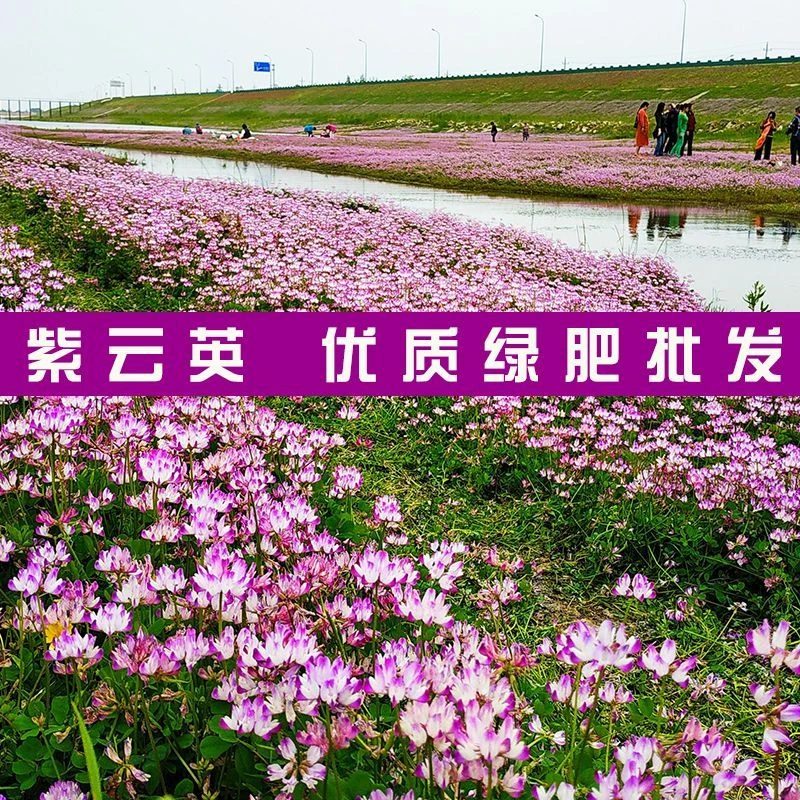 批发紫云英种子净籽红花草籽果园稻田绿肥蜜源花海牧草种土壤改良