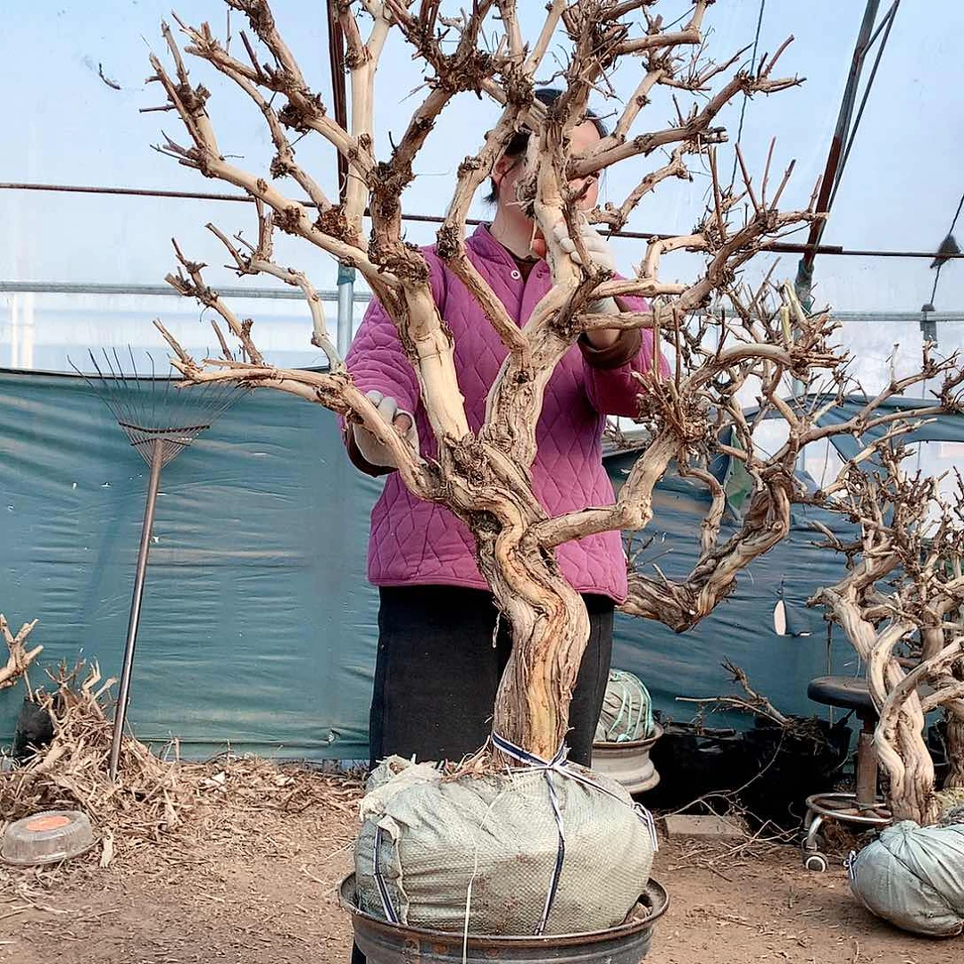 金银花444444442222