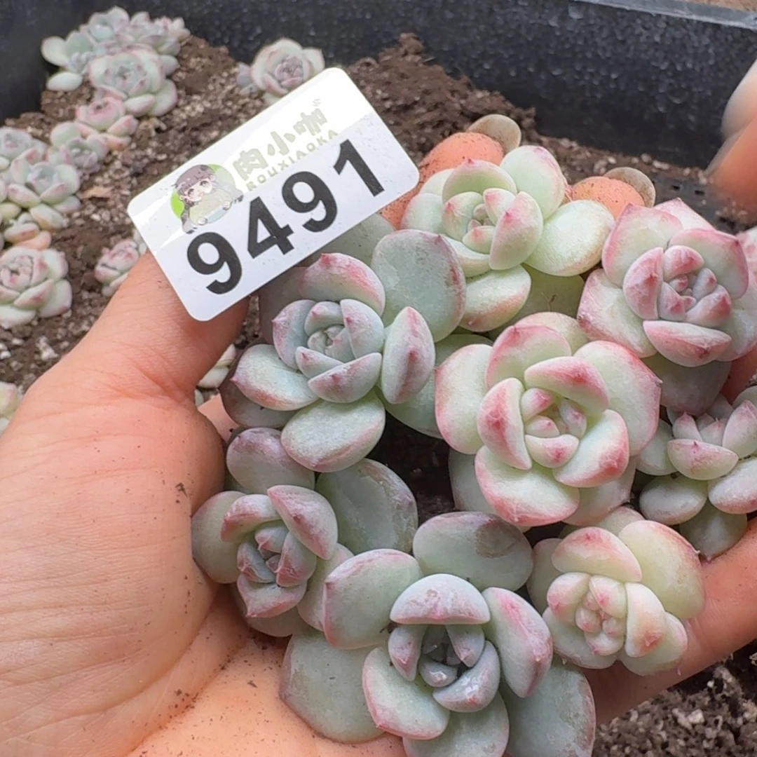 多肉植物多肉植物