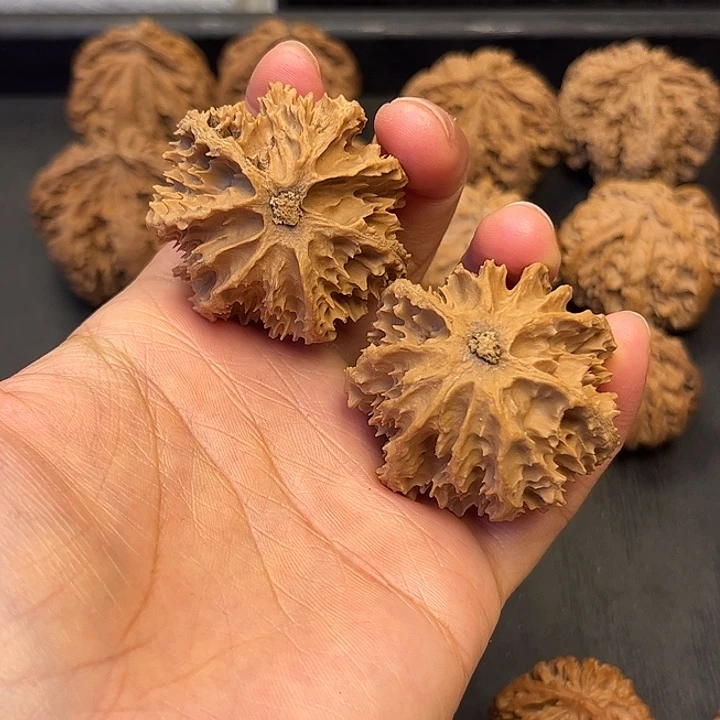 核桃秦岭突突突突突