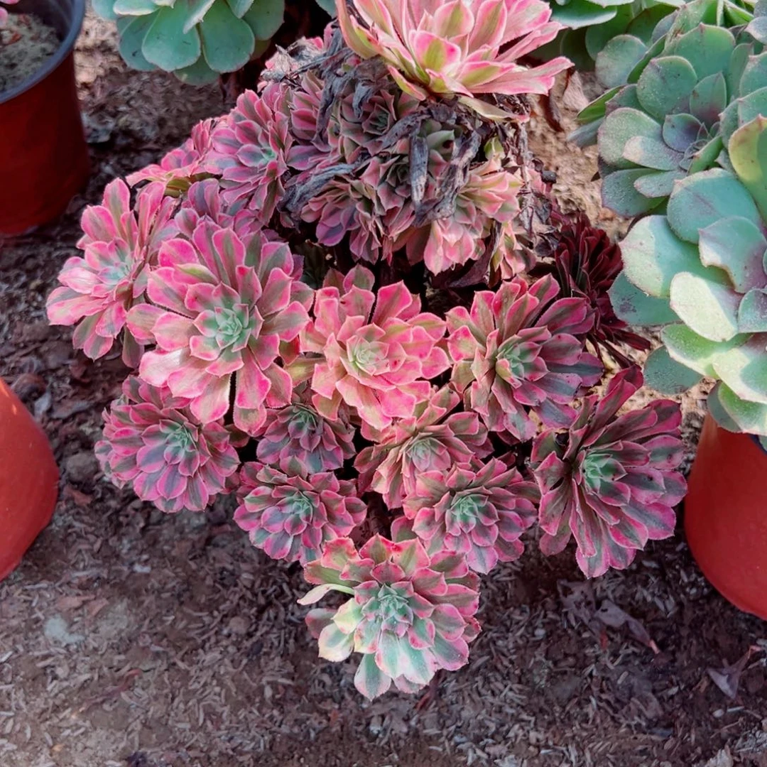 538红铜超白多肉植物