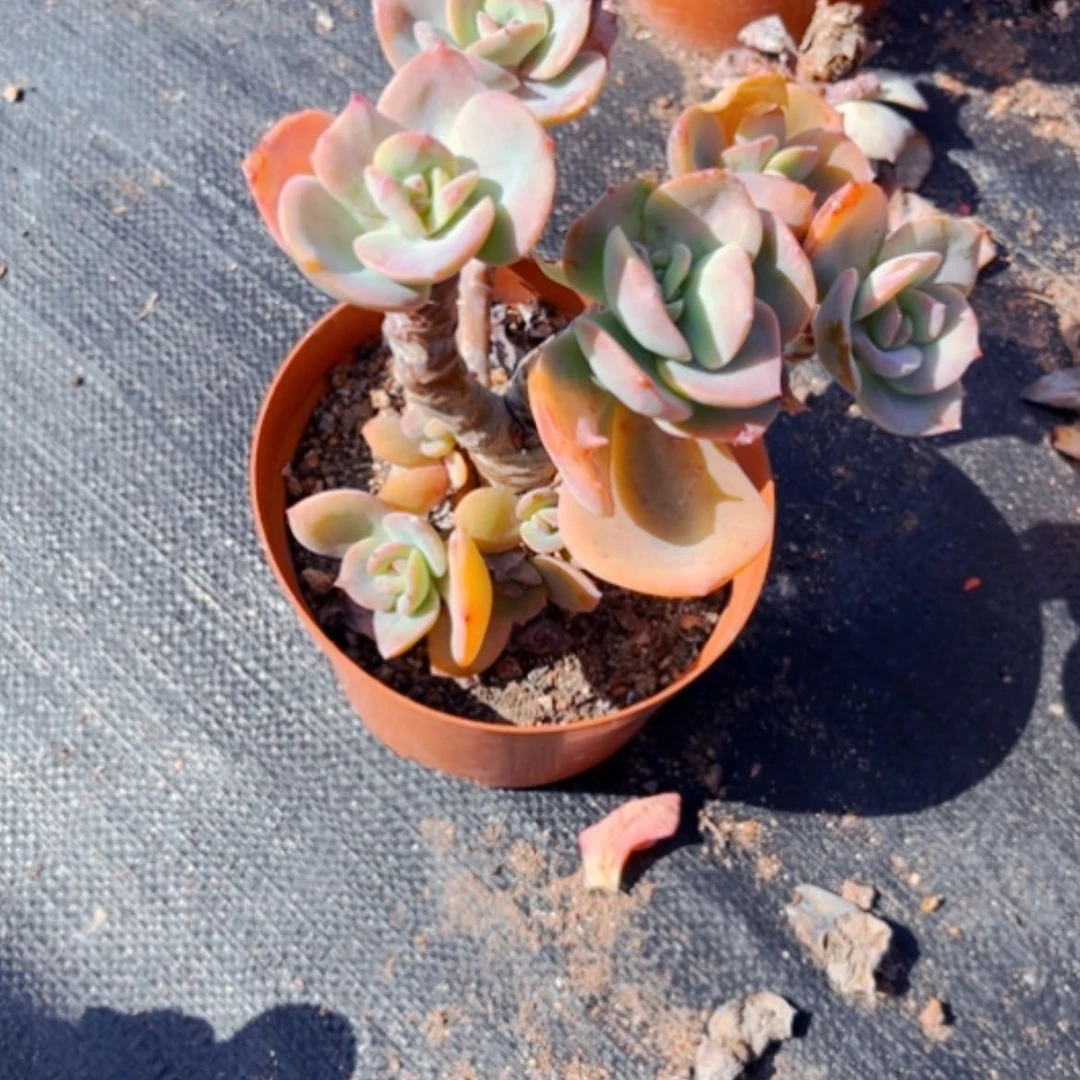 【闪购商品】指***莫白凤