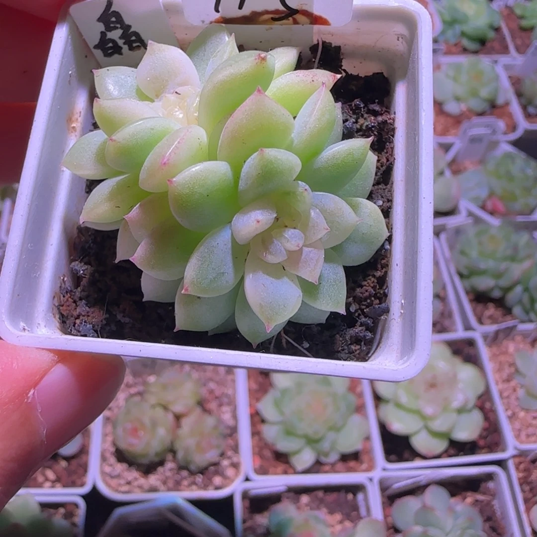 11-5福利皛皛双头