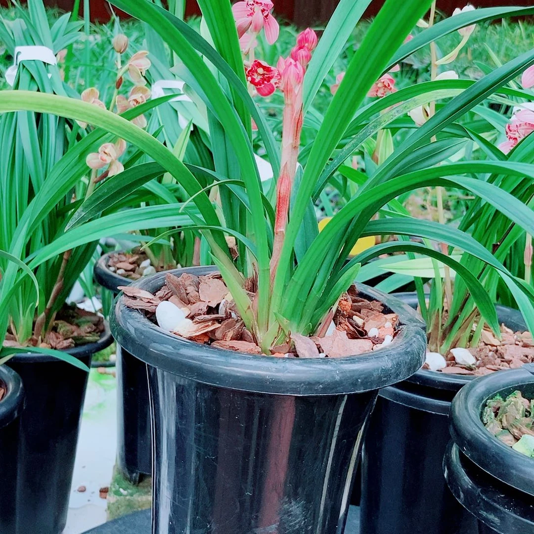 快***生全部花朵一物一拍漂亮开花