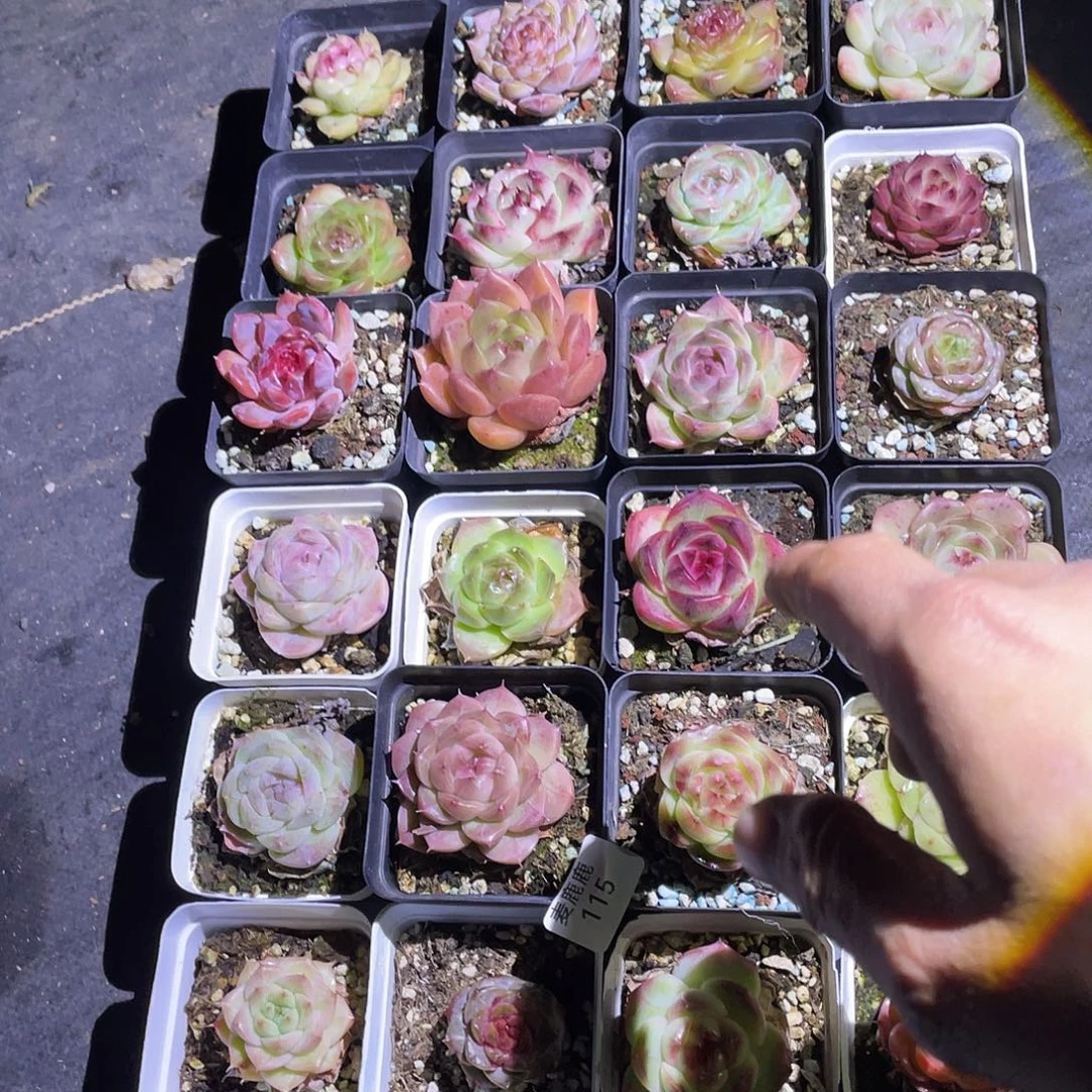 115 24 盆 带托架。