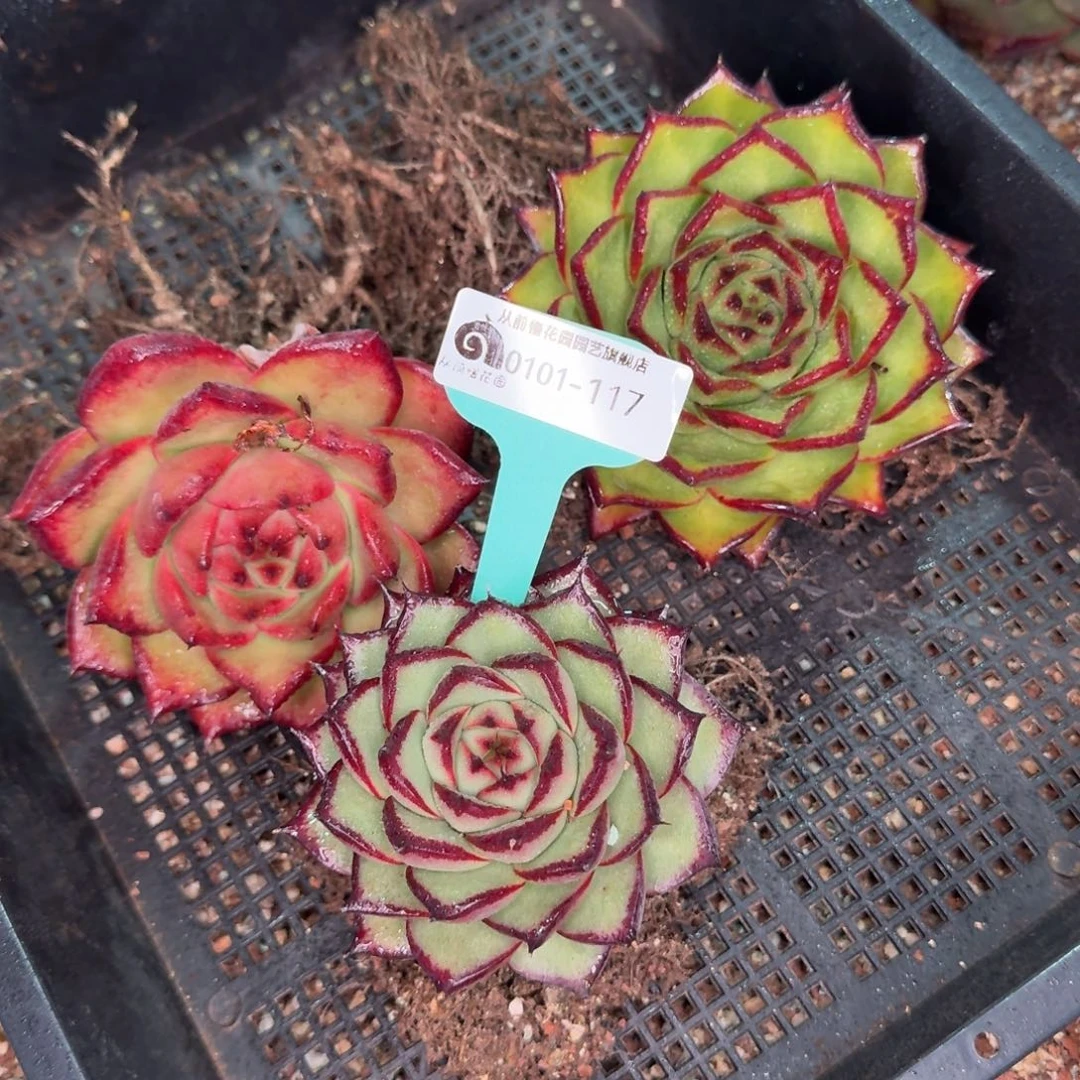 从前慢花园多肉编号0101-117