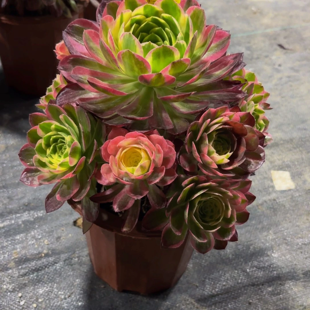 无花朵275海鲜法师多肉植物