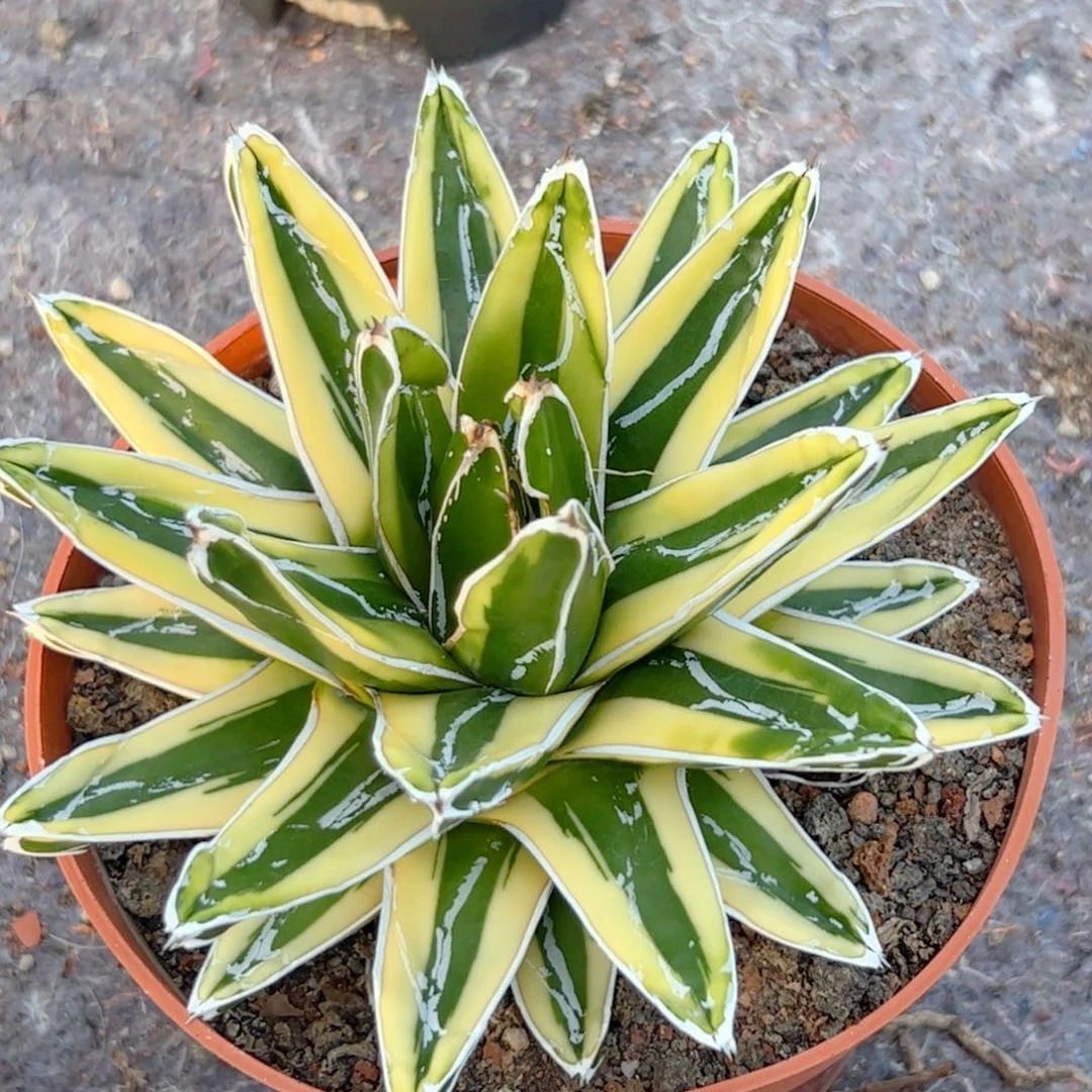 辉山 龙舌兰 仙人球