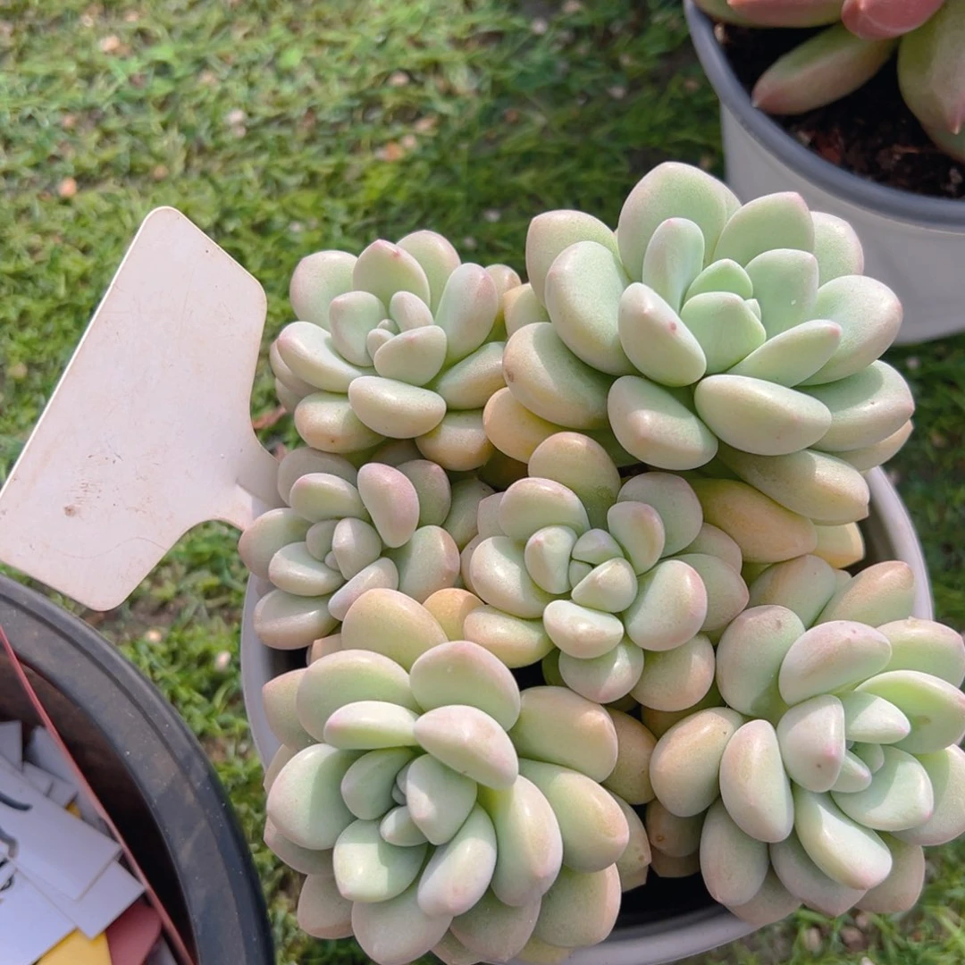 香玉的故事是一个人的故事吗