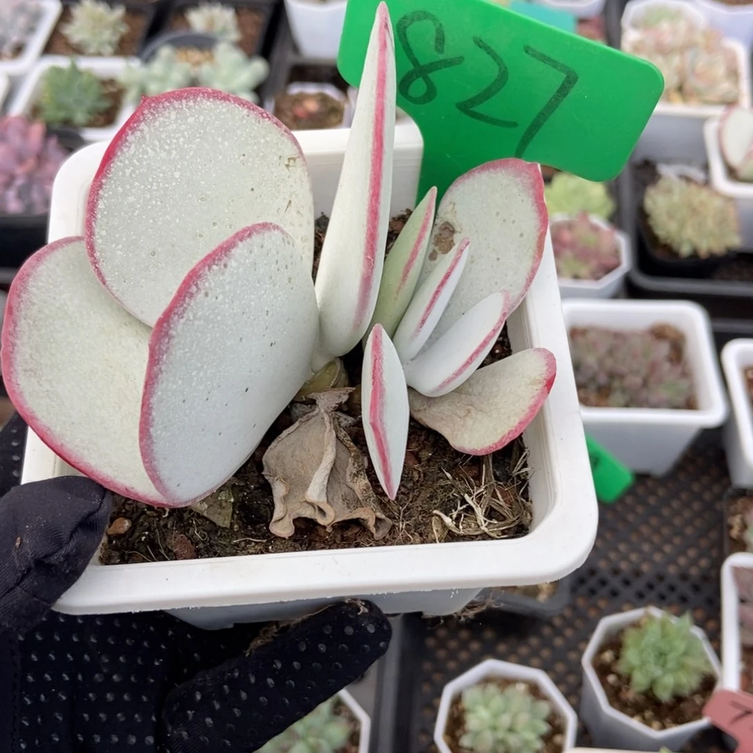 827白眉多肉植物保护