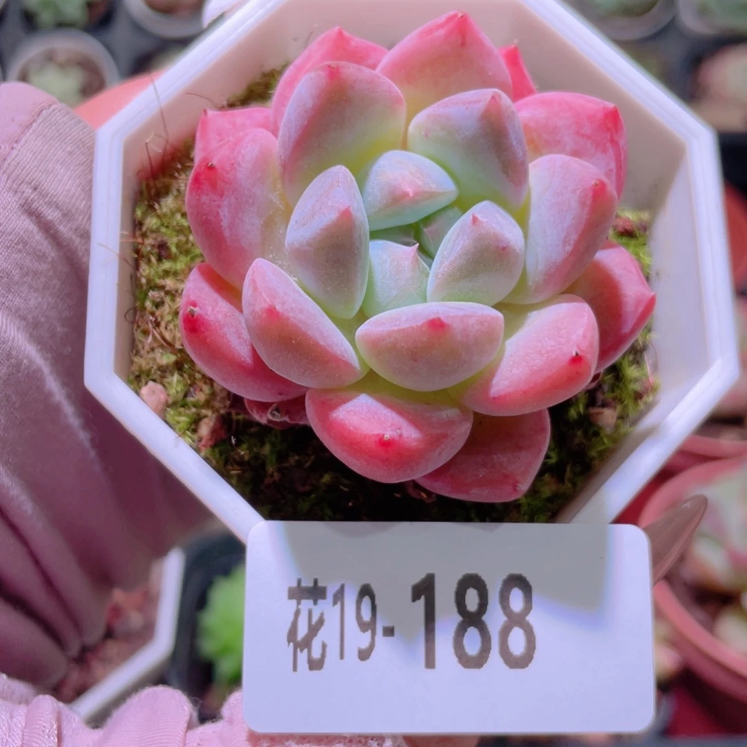 花利美19-188精选糖心