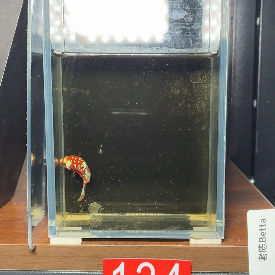 斗鱼彩金将军母鱼