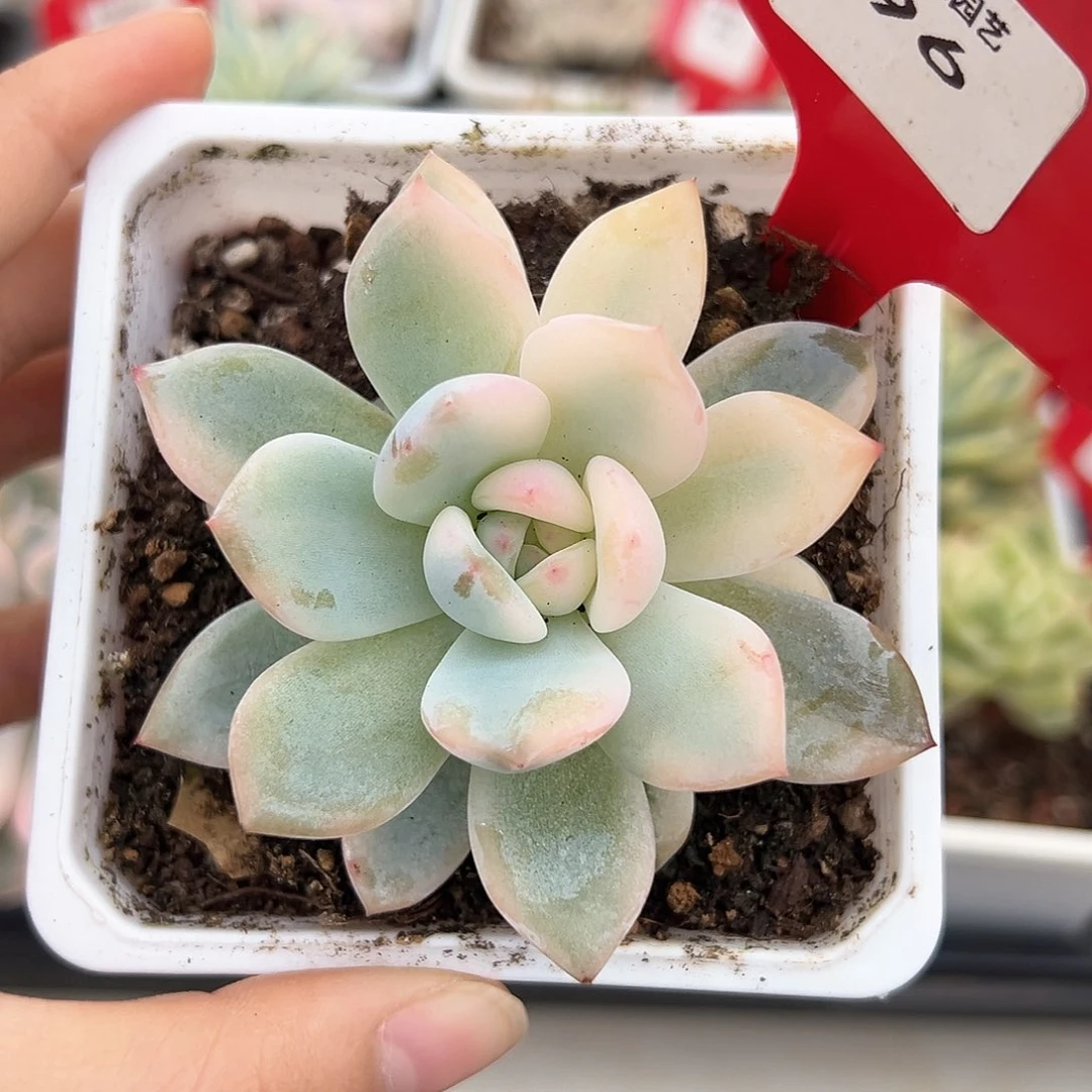 橙梦露半宽锦多肉植物