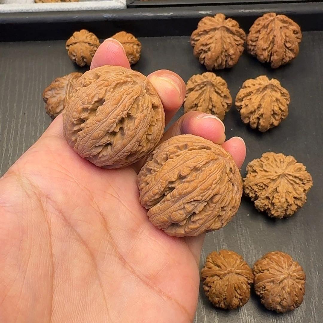 核桃突突突突突突突突