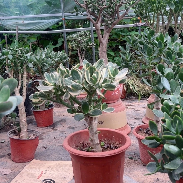 当前无花栽培后可以开花45玉树土球发货
