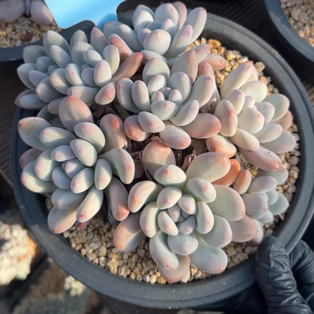 香水1111111111111111