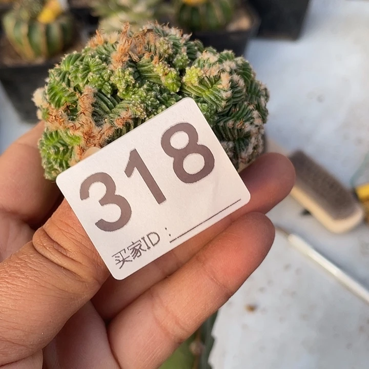 三角街318号五星花龙