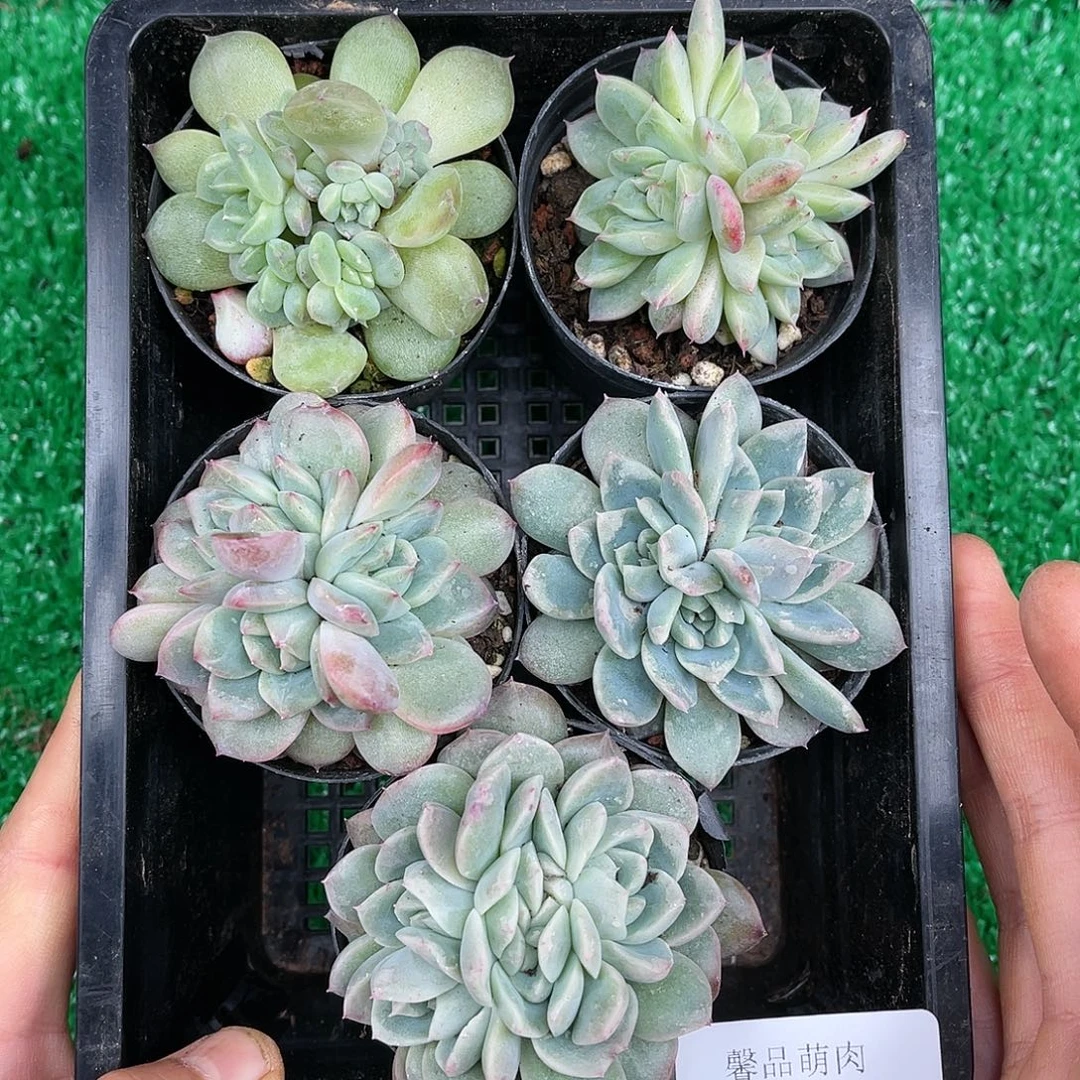 精品多肉一物一拍20-164