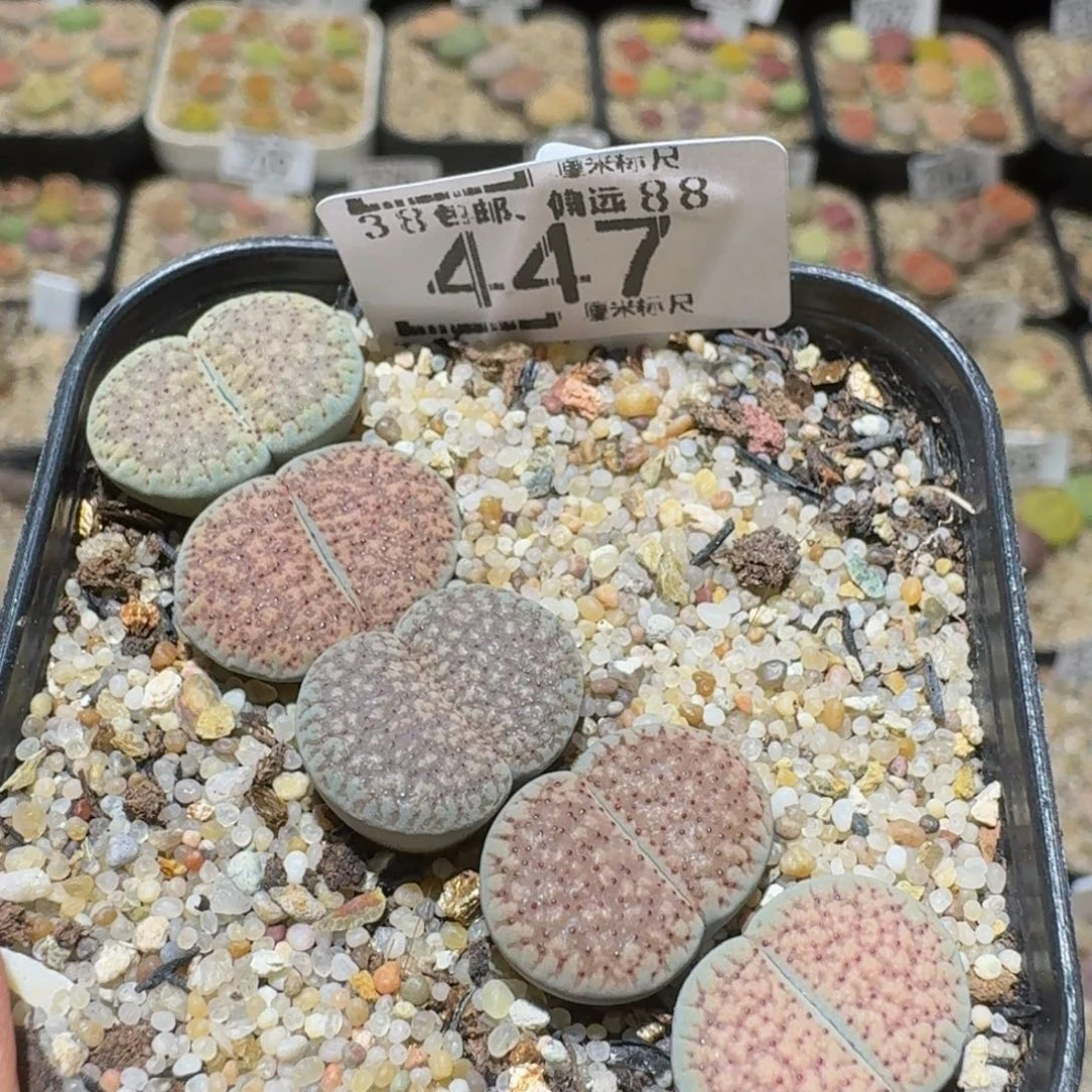 Ssss精品生石花447