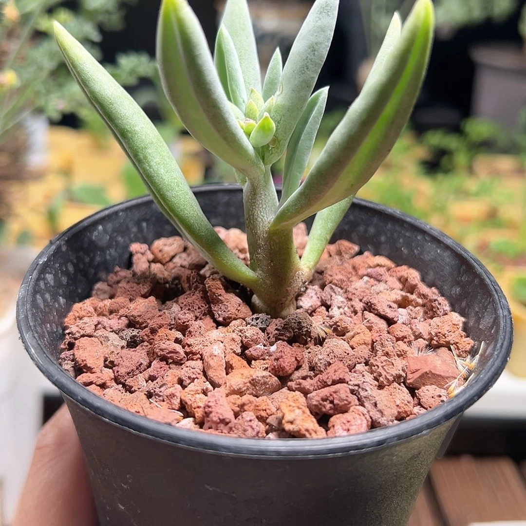 头孢千里光带盆发货