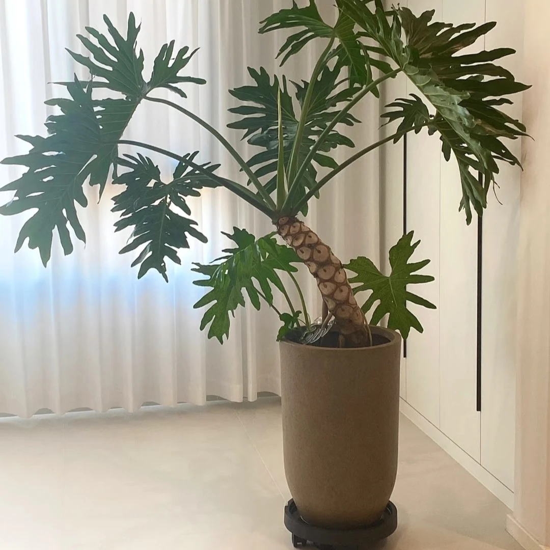 网红环保清仓大号镁泥花盆龟背竹龙血树陶瓷龙鳞春雨-炮筒大型