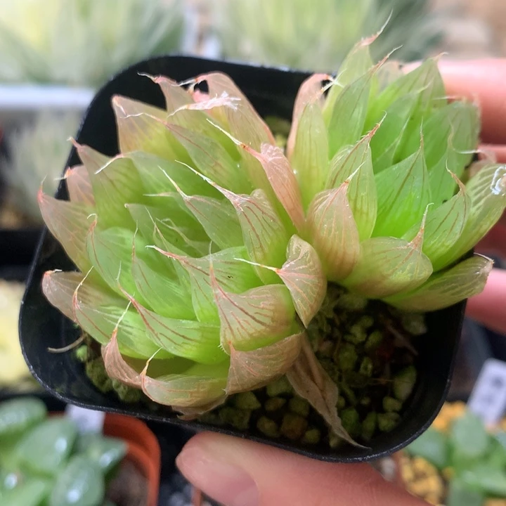 双头无毛黑熊戴安娜