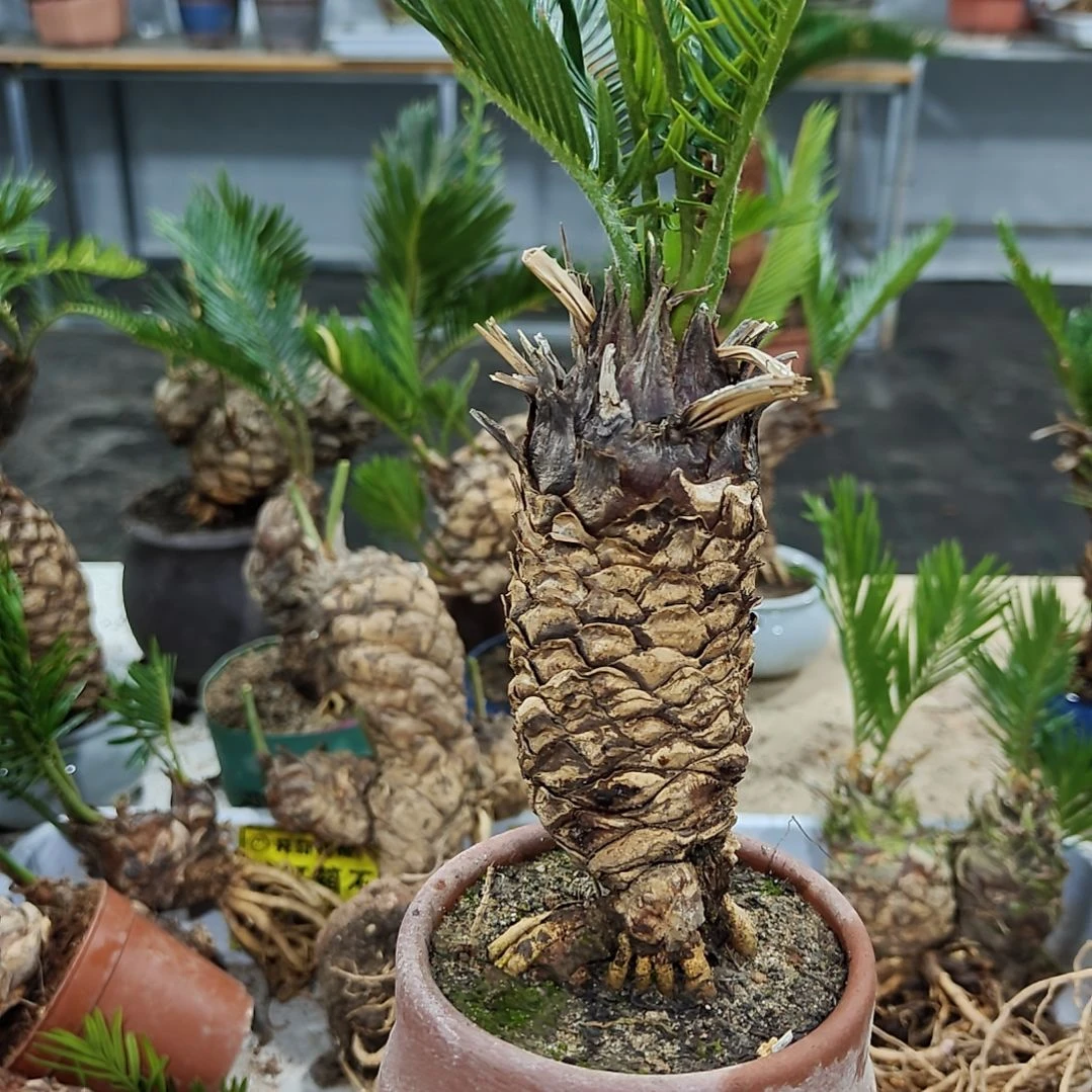 世***箱无花朵白鳞铁盆景基地价