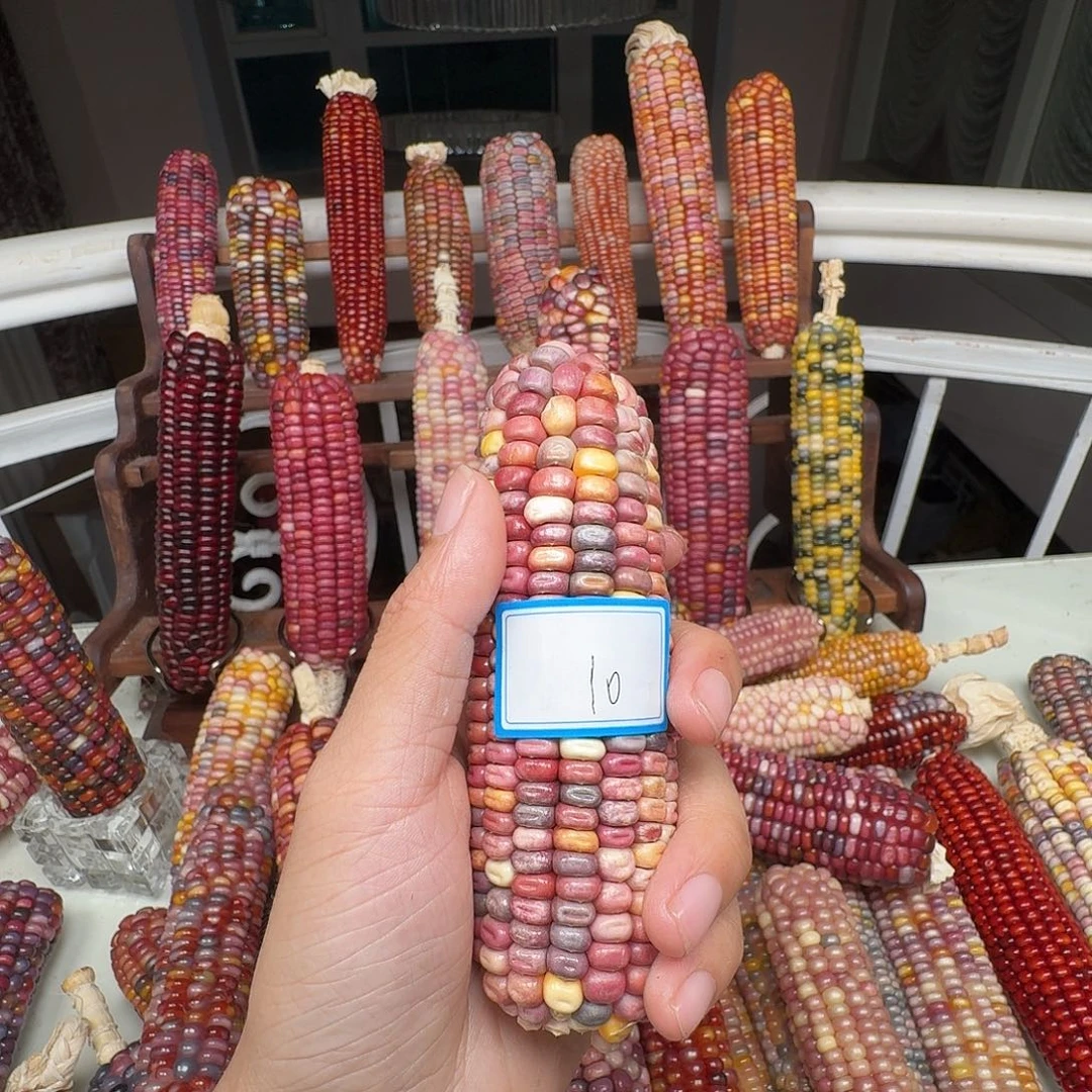 大***丽柏香籽/百香籽吊坠