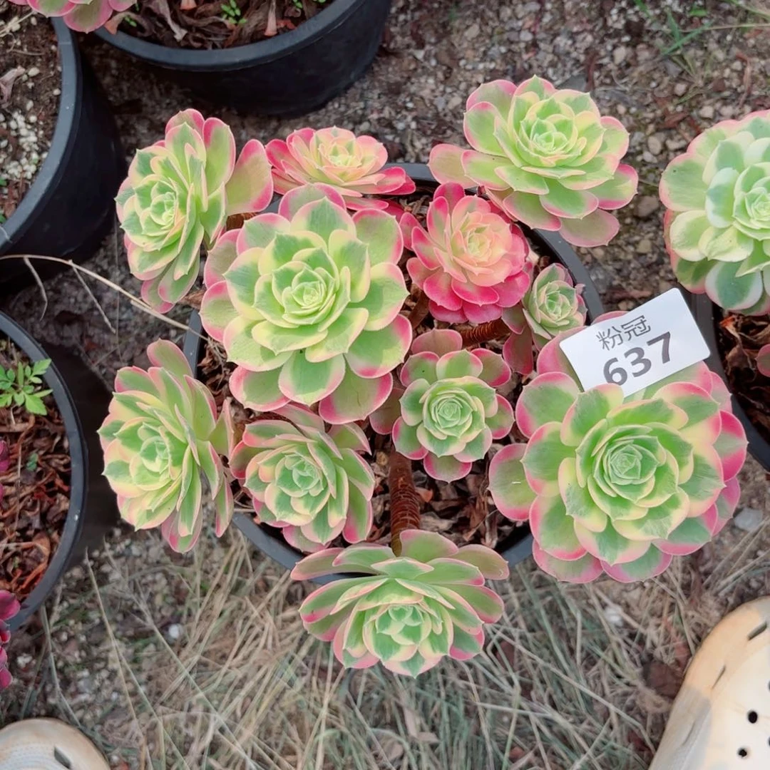 637 多肉植物法师锦