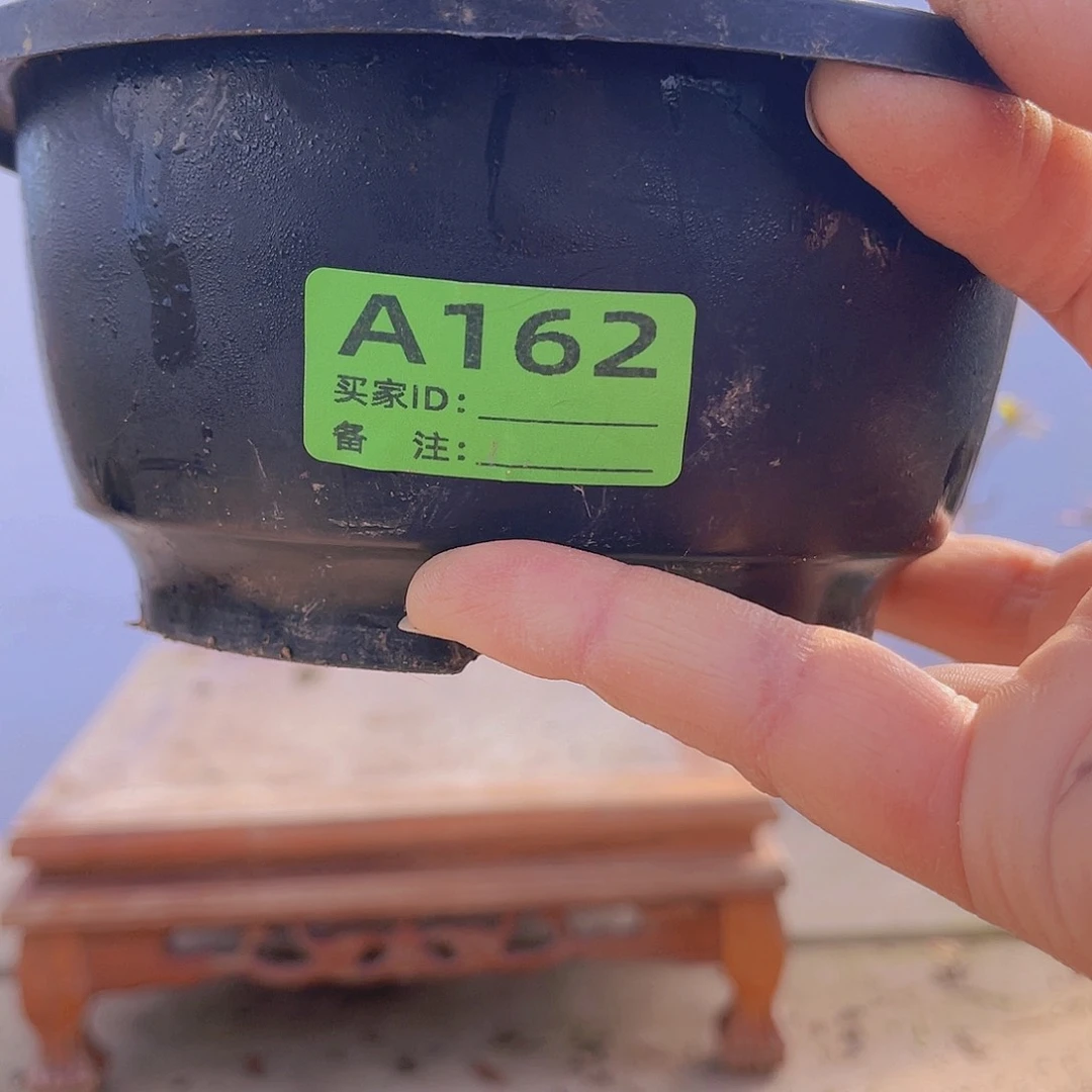 红陶直播时间一直一个