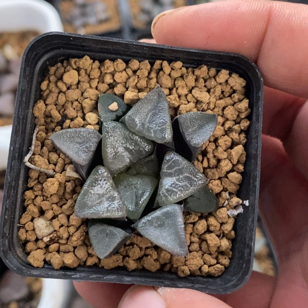 2645 一颗等待福利