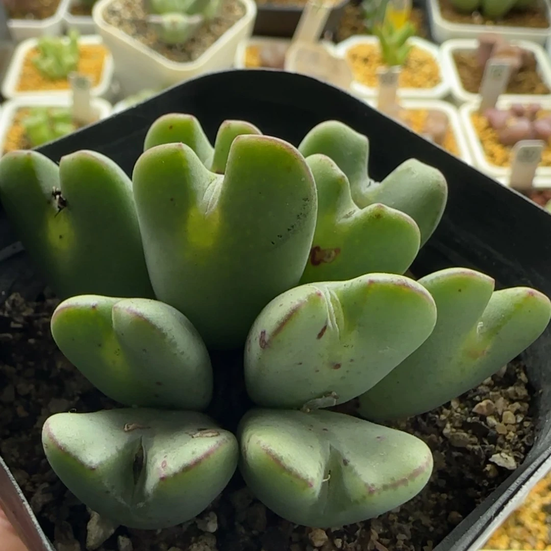 【闪购商品】1248 当天28包邮非偏远
