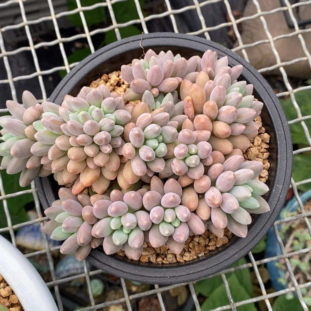 星黛露缀化非偏远包邮