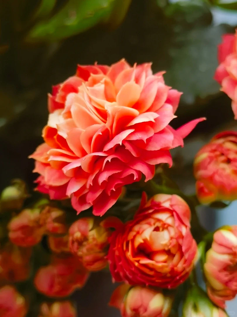 山茶花神110盆 稀有大花品种 基地直发长寿 室内懒人花