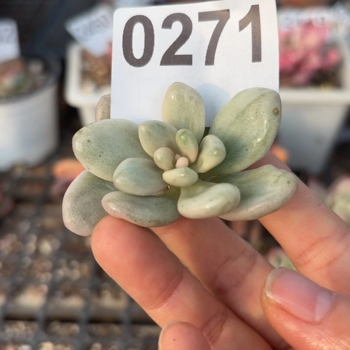 头盖锦多肉植物满18包邮当场凑单