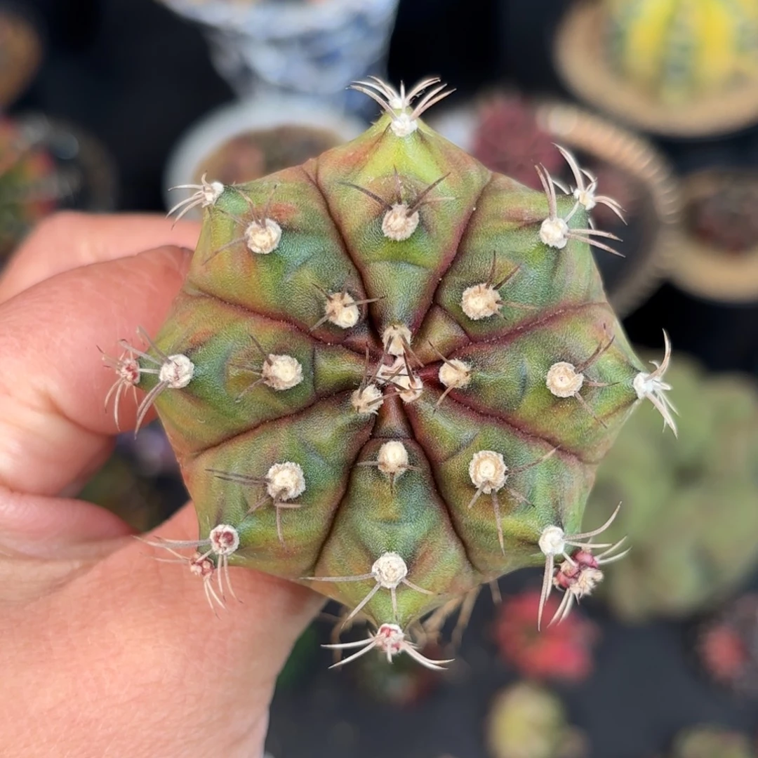 泰系米哈仙人球310