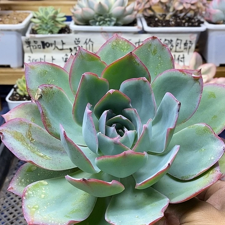 02249 霓虹灯多肉