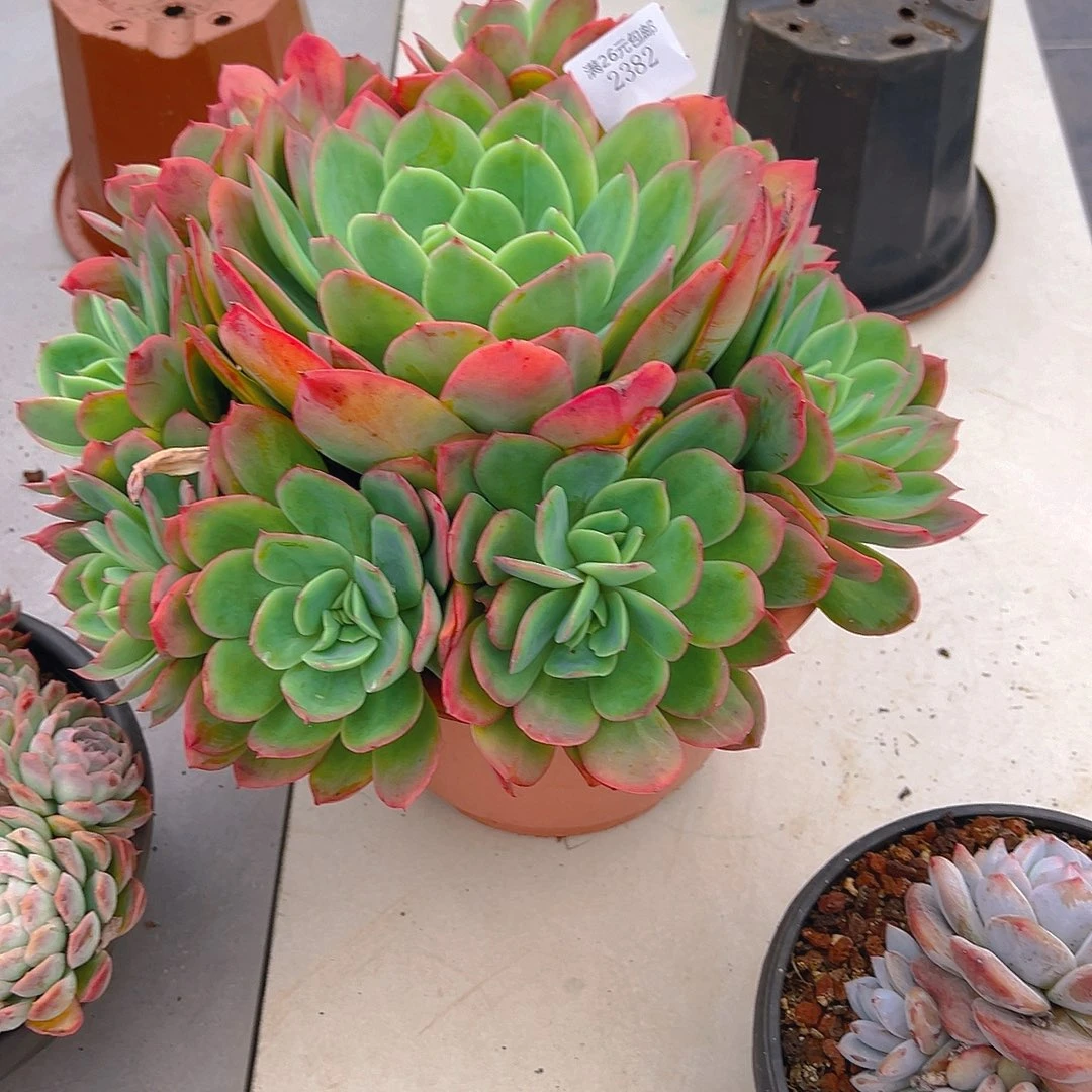 心***情2382绮罗多肉植物多肉