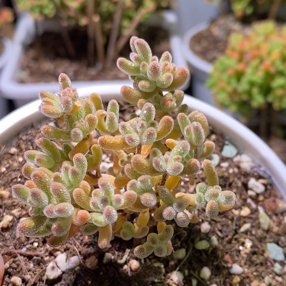 冰晶枝干番杏D816