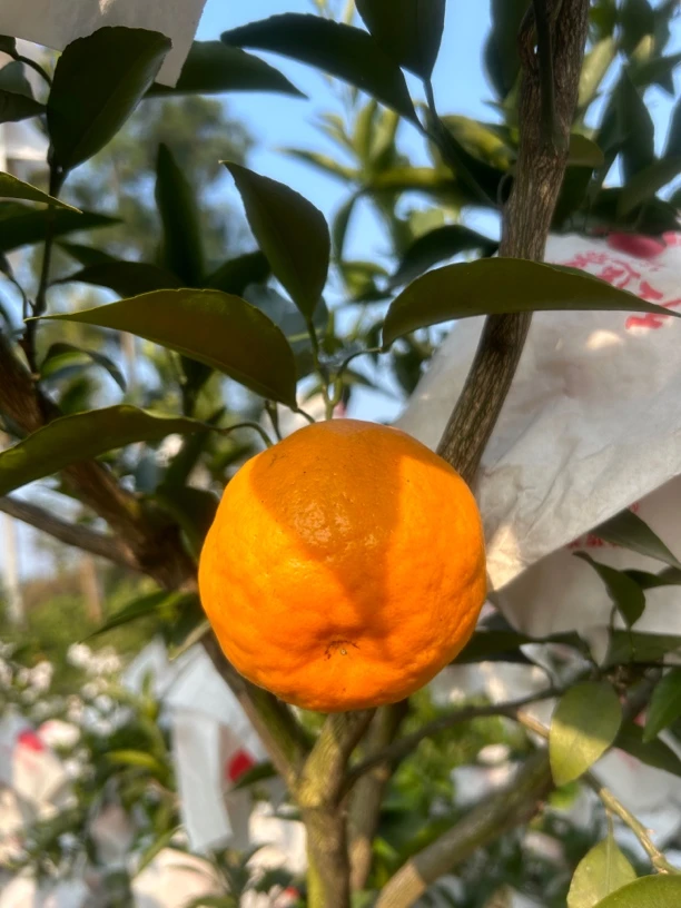 春见耙耙柑鲜果中果