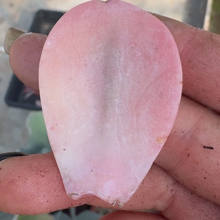 粉兔叶片一物一拍